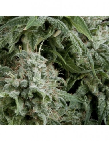 50 UND FEM - AUTO NORTHERN LIGHTS 