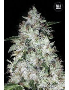 100 UND FEM - AUTO OG KUSH 