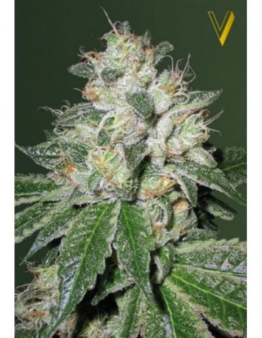 10 UND FEM - AUTO OG KUSH 