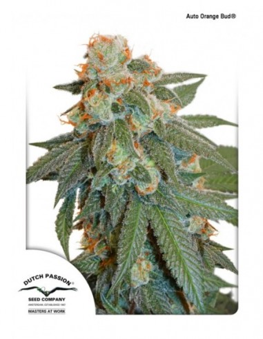 100 UND FEM - AUTO ORANGE BUD ® 