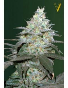 3 UND FEM - AUTO ORIGINAL BERRY 