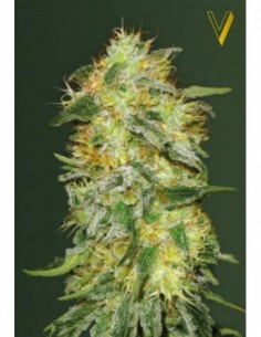 3 UND FEM - AUTO ORIGINAL LIMONADE SKUNK 