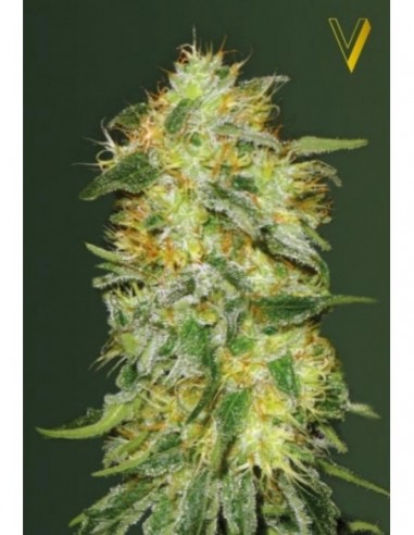 5 UND FEM - AUTO ORIGINAL LIMONADE SKUNK 