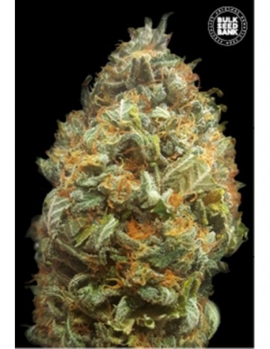 100 UND FEM - AUTO ORIGINAL ORANGE BUD 