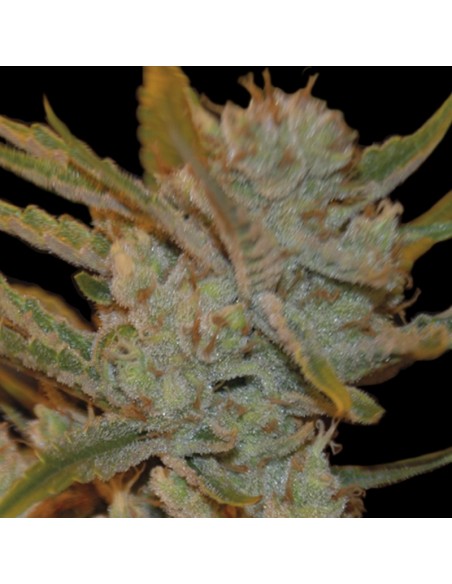 3 UND FEM - AUTO OXUS 