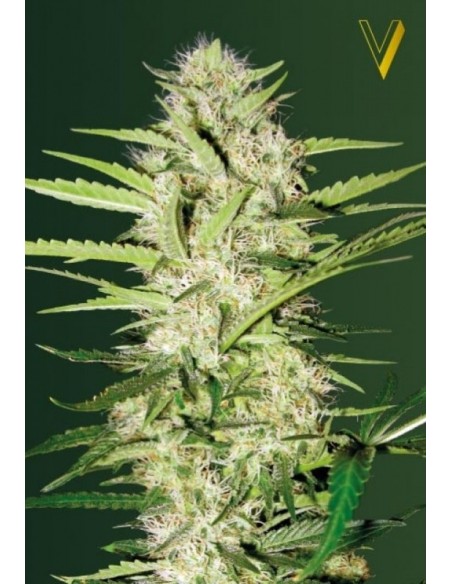 3 UND FEM - AUTO PARMESAN 