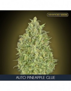 10 UND FEM - AUTO PINEAPPLE GLUE * ADVANCED SEEDS 10 UND FEM