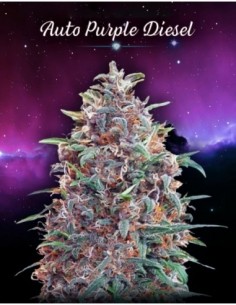 10 UND FEM - AUTO PURPLE DIESEL * ADVANCED SEEDS 10 UND FEM