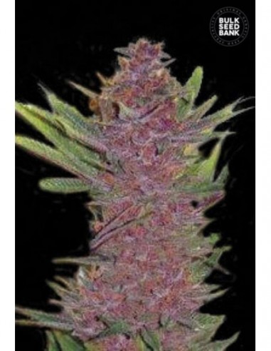 10 UND FEM - AUTO PURPLE GLAM KUSH 