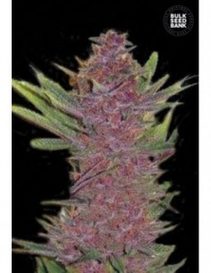 100 UND FEM - AUTO PURPLE GLAM KUSH 