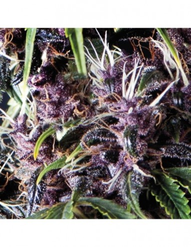 1 UND FEM - AUTO PURPLE 