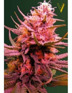 5 UND FEM - AUTO SEEMANGO 