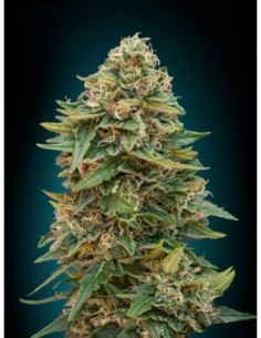 10 UND FEM - AUTO SKUNK 47 * ADVANCED SEEDS  UND 10 UND FEM