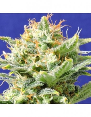 10 UND FEM - AUTO SUPER  SKUNK 