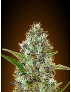 10 UND FEM - AUTO SOMANGO 