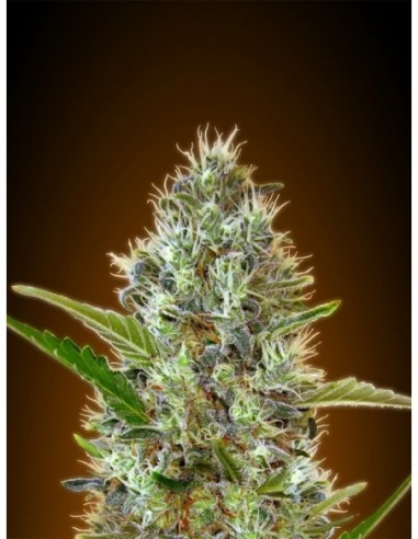 10 UND FEM - AUTO SOMANGO 