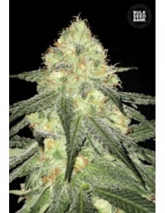 100 UND FEM - AUTO SOUR DIESEL 