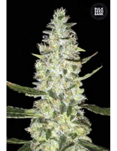 10 UND FEM - AUTO SPECIAL SKUNK 