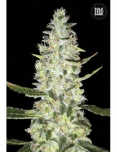 100 UND FEM - AUTO SPECIAL SKUNK 