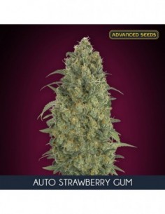 10 UND FEM - AUTO STRAWBERRY GUM 