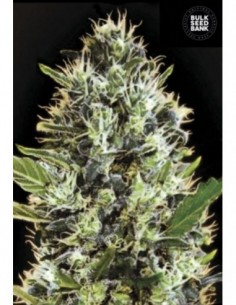 100 UND FEM - AUTO SUNMANGO 