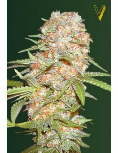 10 UND FEM - AUTO SUPER EXTRA SKUNK 