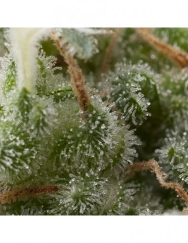 5 UND FEM - AUTO SUPER HASH 