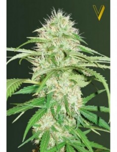 5 UND FEM - AUTO SUPER MAZAR 