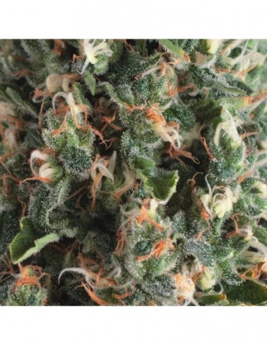 3 UND FEM - AUTO SUPER OG KUSH 
