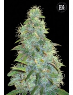 10 UND FEM - AUTO SWEET TOOTH 