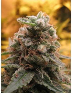 1 UND FEM - TOP - 69 (AUTO)- ADVANCED SEEDS 1 UND FEM