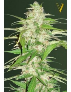 5 UND FEM - AUTO ULTRA POWER PLANT 