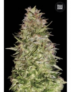 100 UND FEM - AUTO WHITE PRUSSIAN 