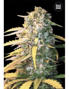 100 UND FEM - AUTO WHITE WIDOW 