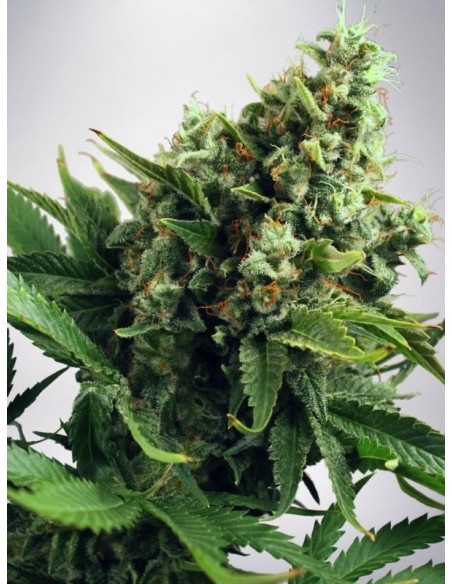 2 UND FEM - AUTO WHITE WIDOW 