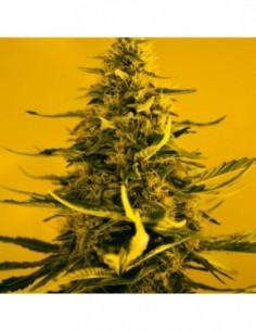 10 UND FEM - AUTO WHITE WIDOW 