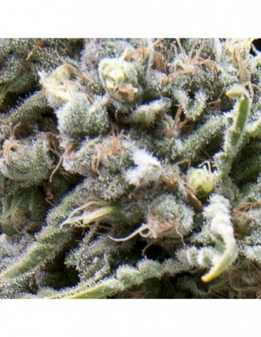 1 UND FEM - AUTO WHITE WIDOW 