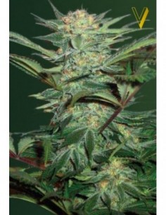 3 UND FEM - AUTO WHITE WIDOW 