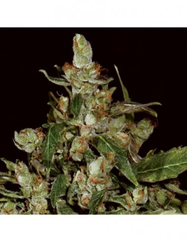 3 UND FEM - AUTO WIDOW 