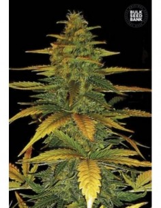 10 UND FEM - AUTO WILD DWARF 