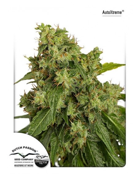 3 UND FEM - AUTO XTREME ® 