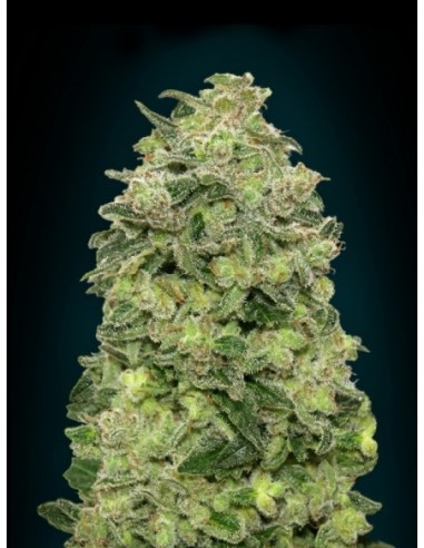 10 UND FEM - AUTO AFGHAN SKUNK 