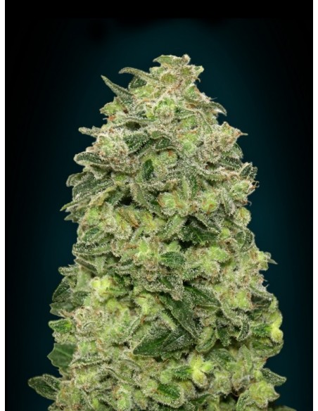 3 UND FEM - AUTO AFGHAN SKUNK 