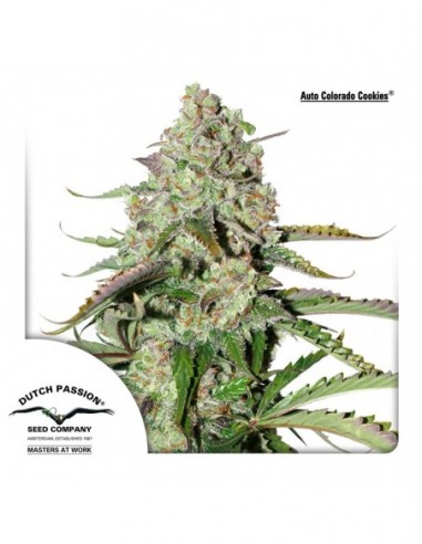 100 UND FEM - AUTO COLORADO COOKIES ®