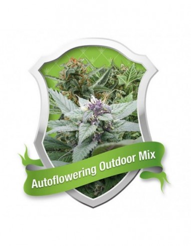 10 UND FEM - AUTOFLOWERING OUTDOOR 