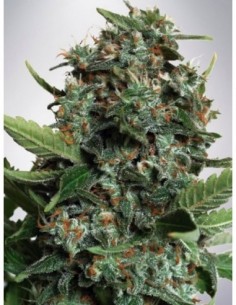 5 UND FEM - AUTOPILOT XXL 