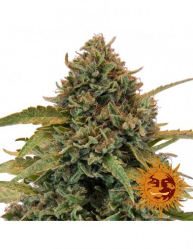 10 UND FEM - BAD AZZ KUSH * BARNEY'S FARM 10 UND FEMINIZADAS