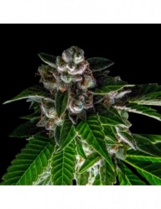 3 UND FEM - BAKERS DELIGHT  DNA GENETIC 3 UND FEMINIZADAS