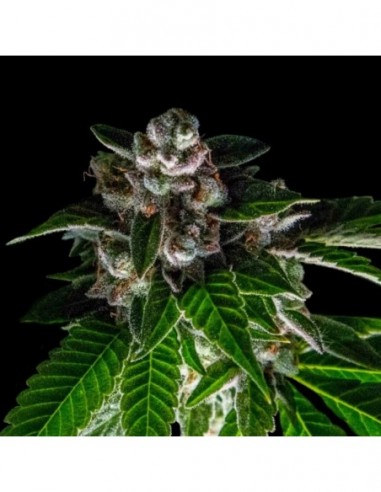 3 UND FEM - BAKERS DELIGHT  DNA GENETIC 3 UND FEMINIZADAS