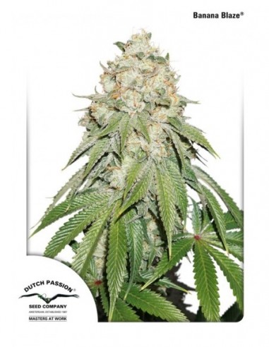1 UND FEM - BANANA BLAZE ® 